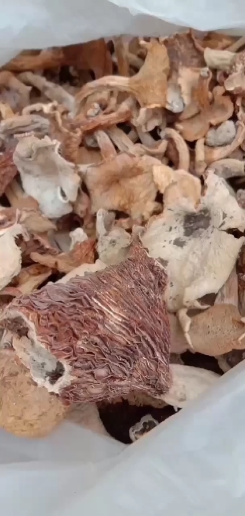野生食用精品红一件代发