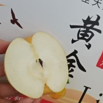方城博望上万亩黄金梨已入保鲜库支持电商一件代发