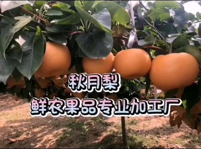 【供应】秋月梨代收加工/量大质优/承接各大平台商超批发商