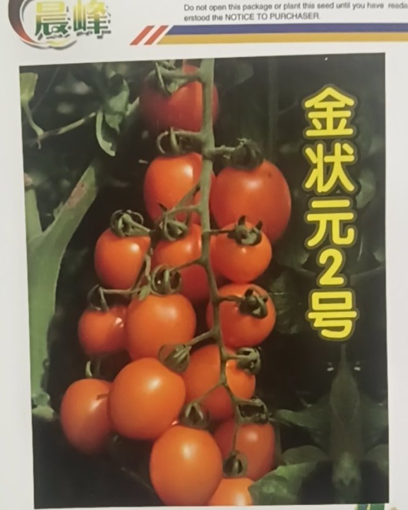 圣女果种子，番茄种子，小番茄种子，高甜度，高产抗病品质保