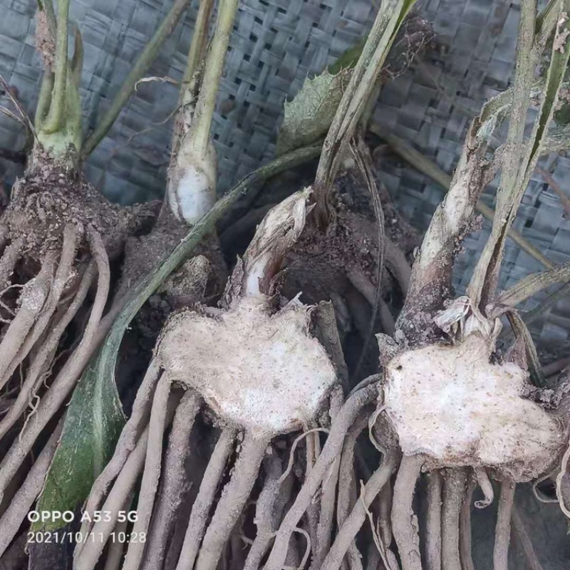 苍术苗，北苍术朱砂点种苗，一年苗，苗子个头大，纯度嘎嘎高