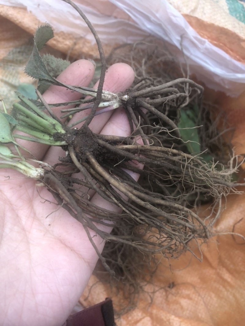 苍术苗，北苍术朱砂点种苗，一年苗，苗子个头大，纯度嘎嘎高