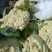 【松花菜】砀山精品花菜大量有货保质保量要的联系