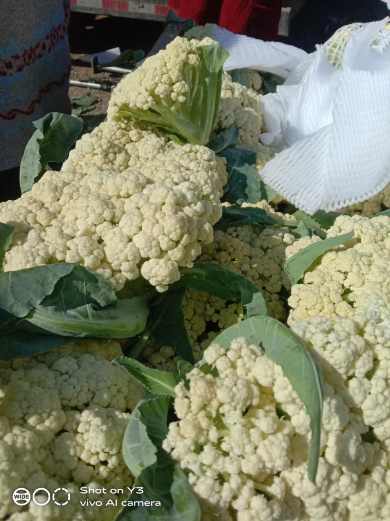 【松花菜】砀山精品花菜大量有货保质保量要的联系