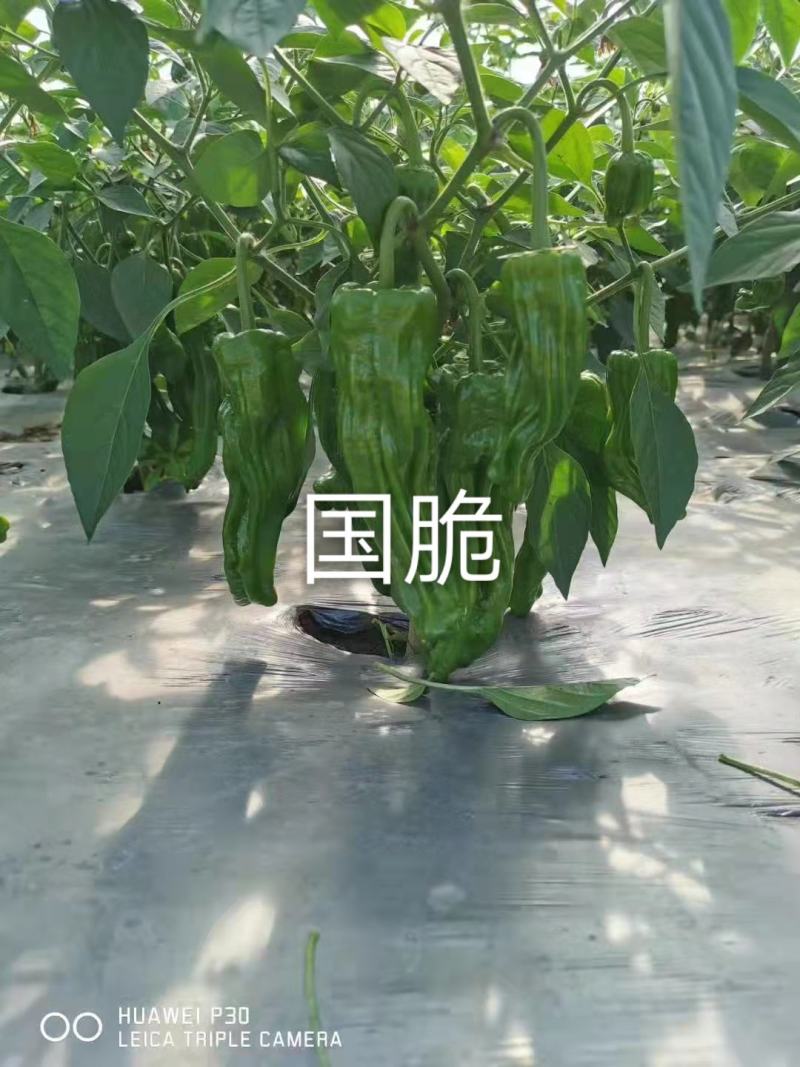 精致018薄皮椒大泡椒种子品种黄绿皮口感适中，品种种子