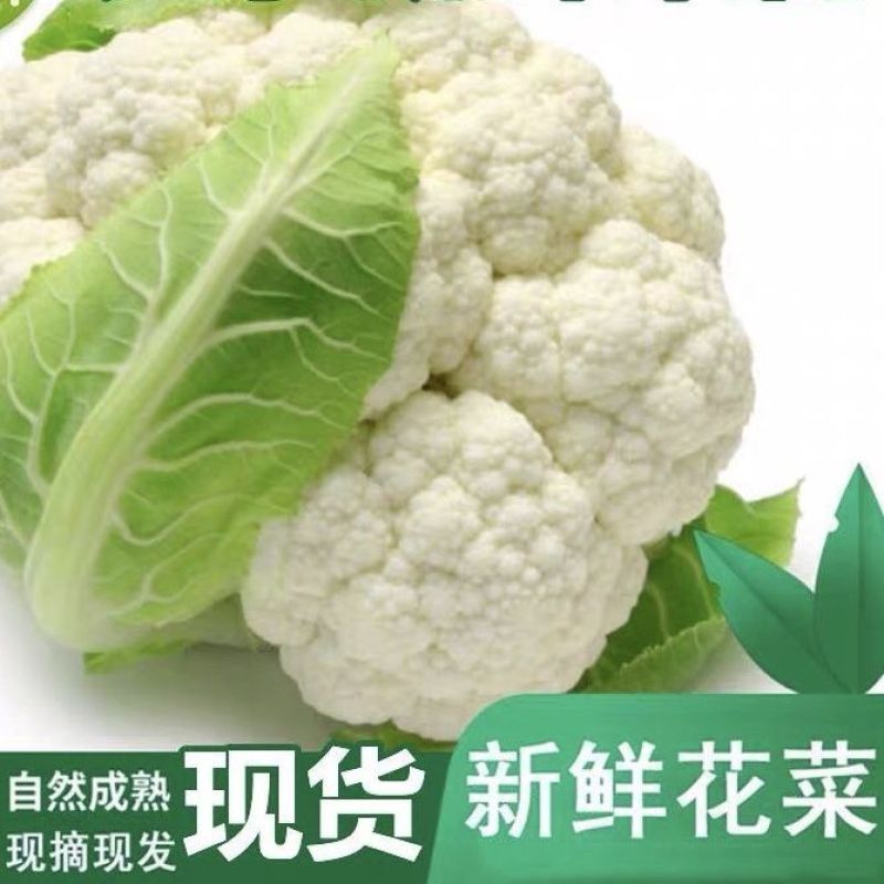 菜花，实花，有机花白花菜花紧密乳白2斤基地供应