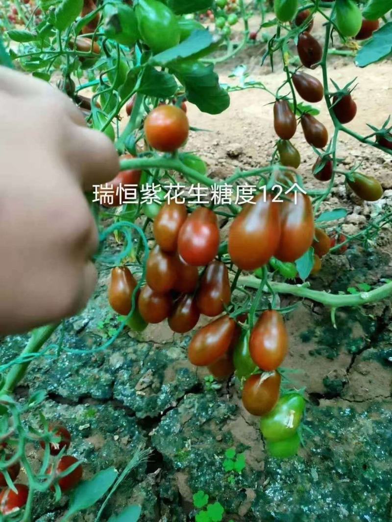 小西红柿种子圣女果种子特色采摘口感小番茄种子