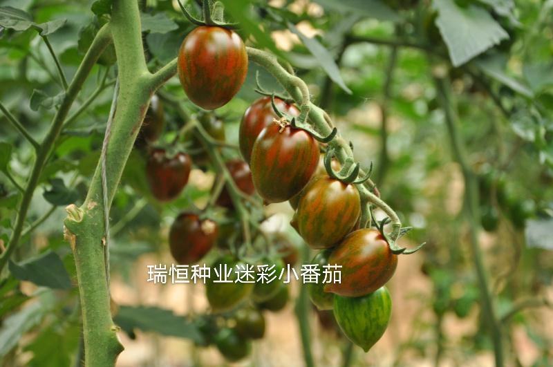 小西红柿种子圣女果种子特色采摘口感小番茄种子