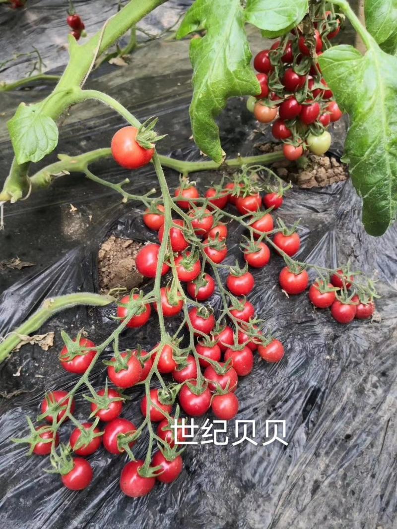 小西红柿种子圣女果种子特色采摘口感小番茄种子
