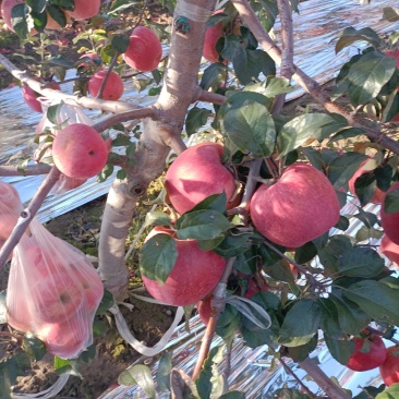 寒富苹果大量上市