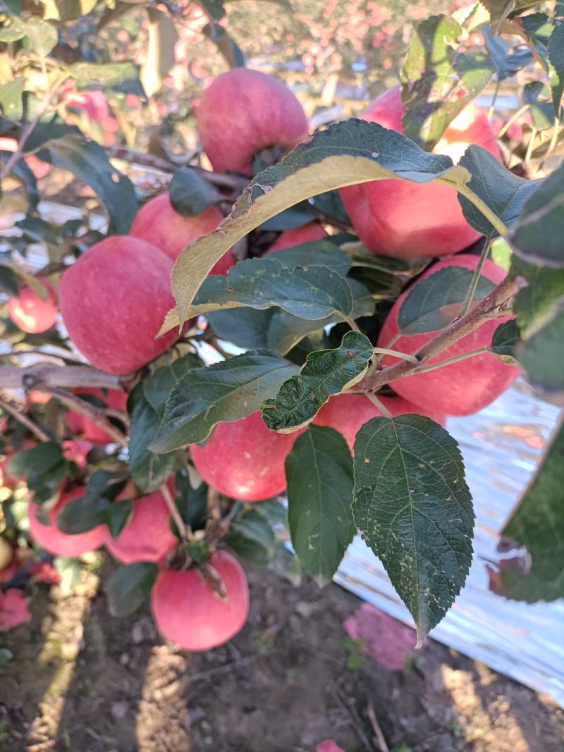 寒富苹果大量上市