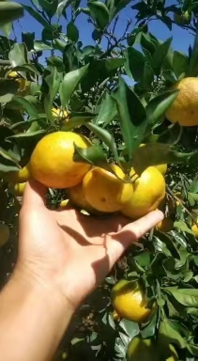 蜜橘（国庆蜜橘)特早蜜橘承接市场商超各大平台