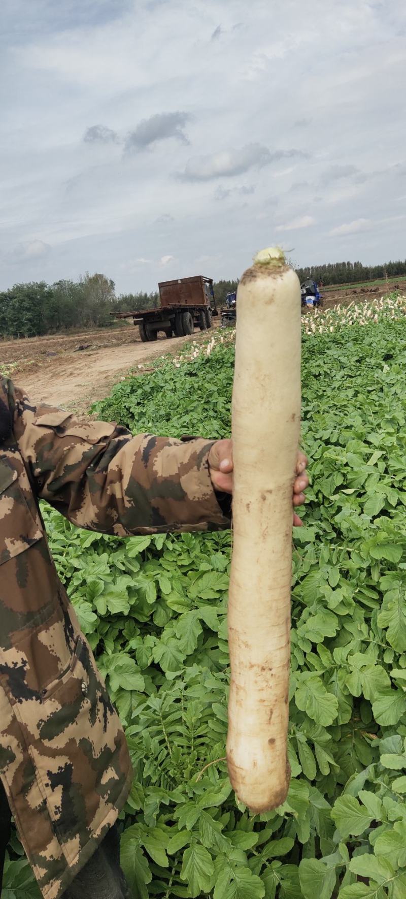 白萝卜，沙土地，没病害，一手货源量大从优