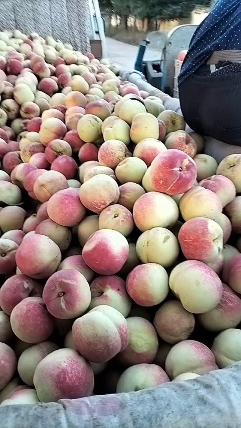 青州市冬桃