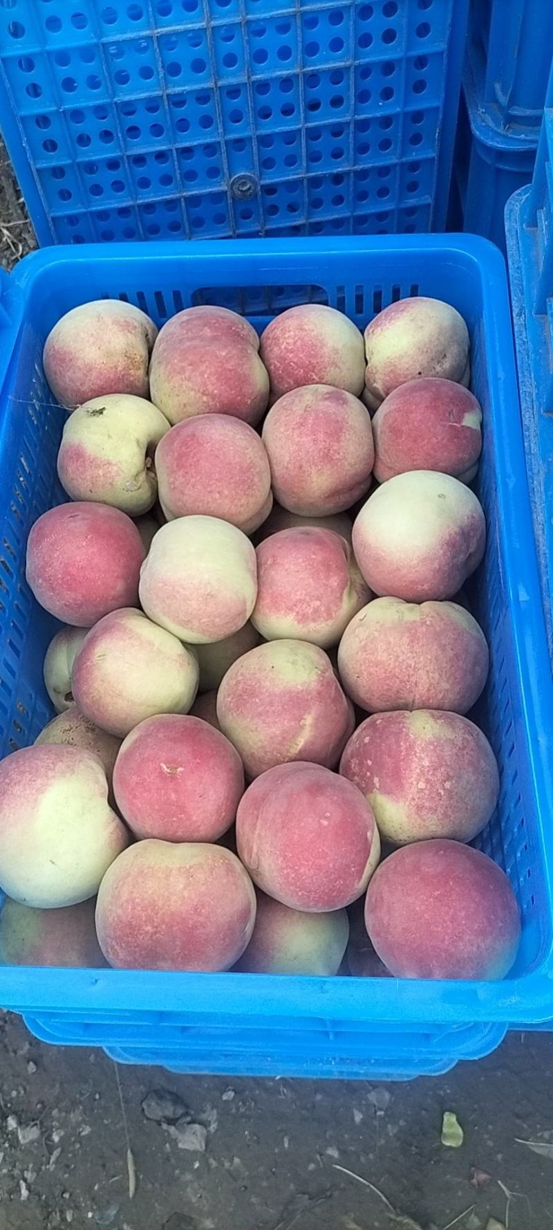 青州市冬桃