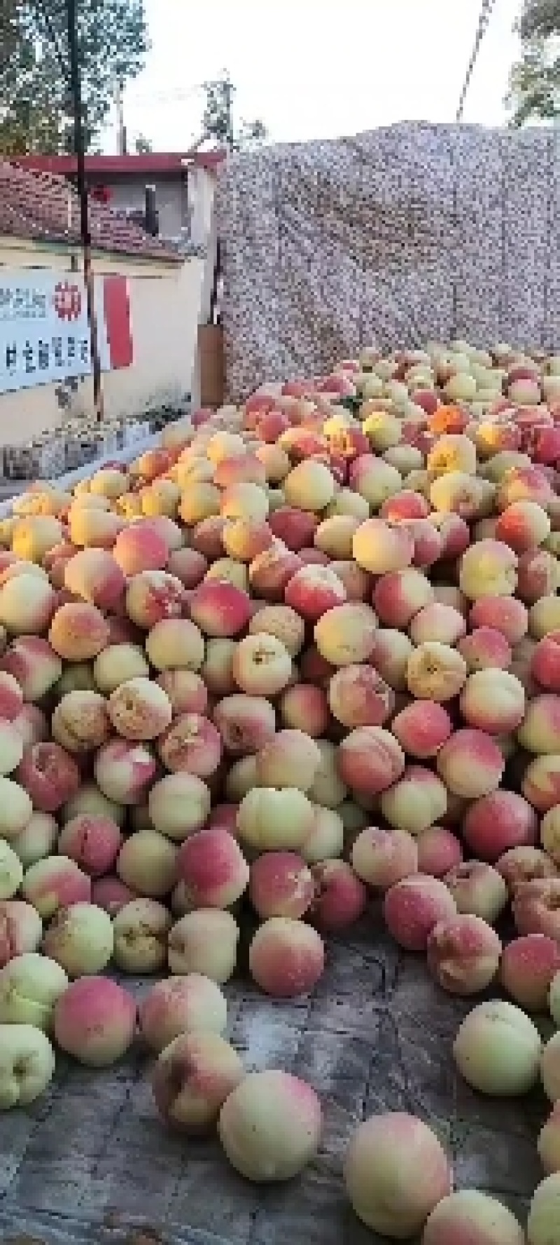 青州市冬桃