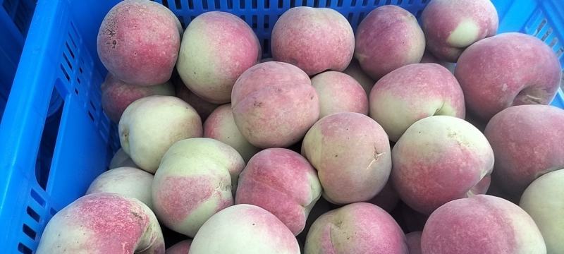 青州市冬桃