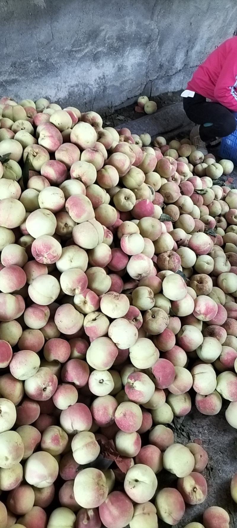 青州市冬桃