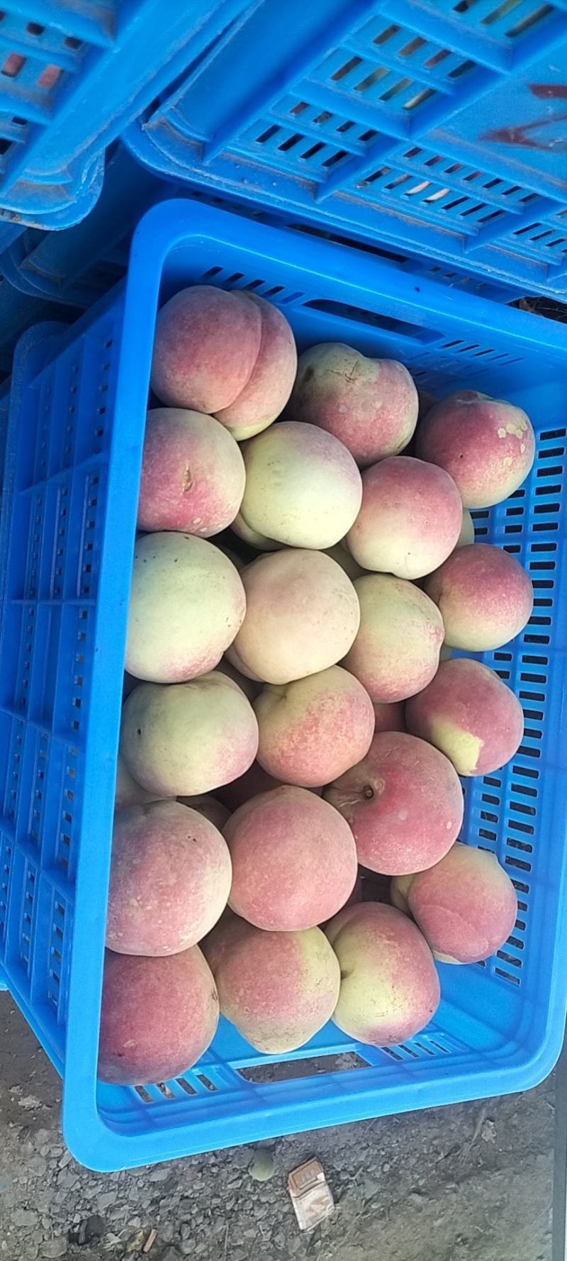 青州市冬桃