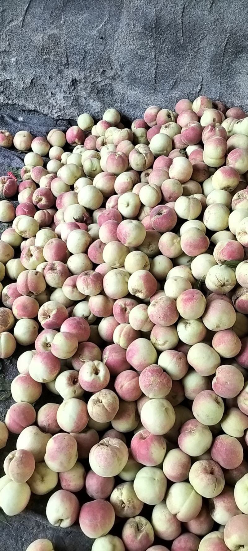 青州市冬桃