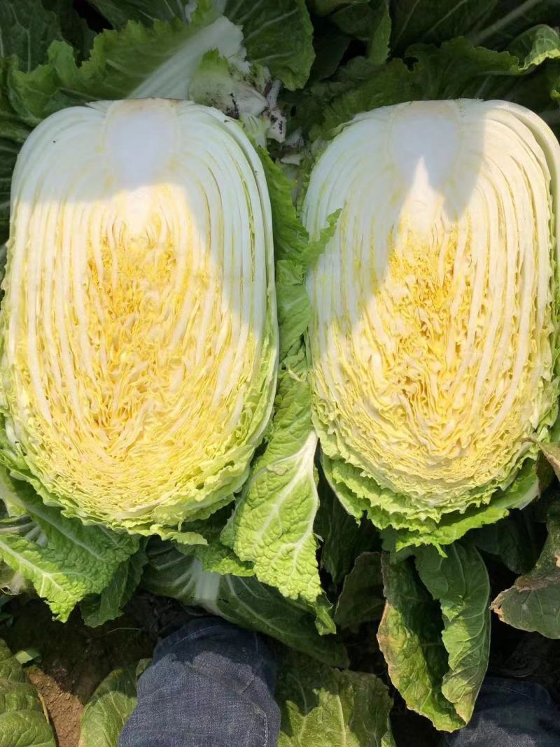 精品黄心矮颗大白菜，万亩蔬菜产区，大量供应全国