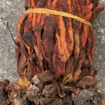 草苁蓉【包邮】三斤起发货可批量可零售量大从优