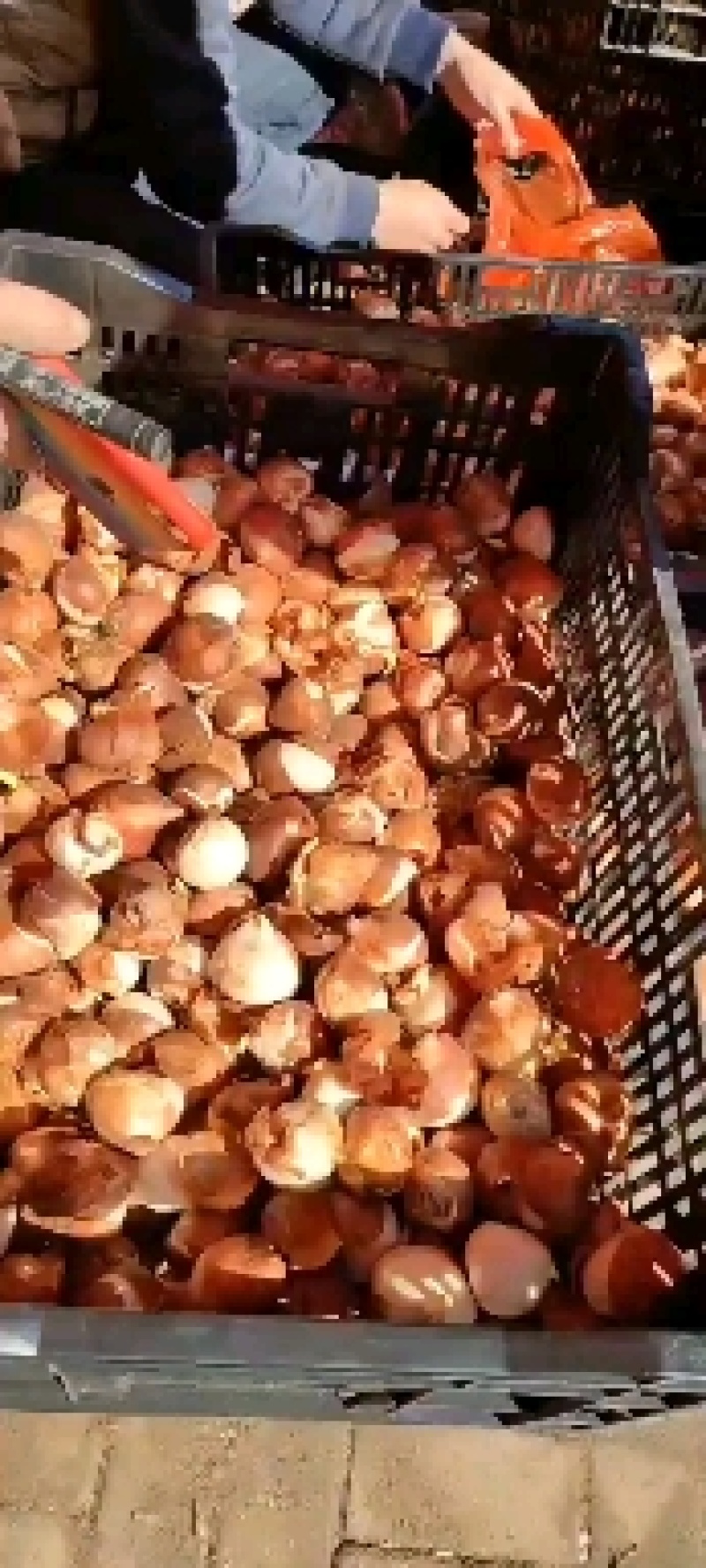 荷兰进口原生郁金香带芽大种球见水就活颜色包对版