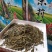 茉莉花茶
