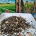 茉莉花茶