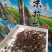 茉莉花茶