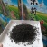 茉莉花茶