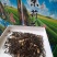 茉莉花茶