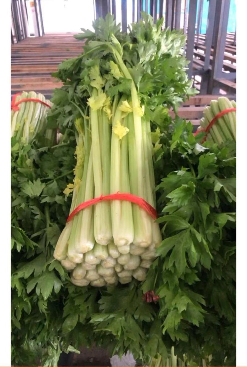 芹菜，精品西芹，原产地供应，基地直发全国叶子绿，没有黄斑