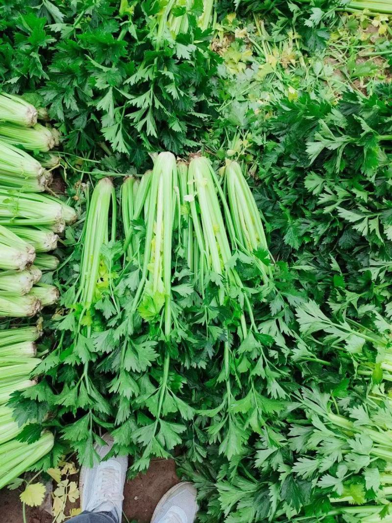 芹菜，精品西芹，原产地供应，基地直发全国叶子绿，没有黄斑