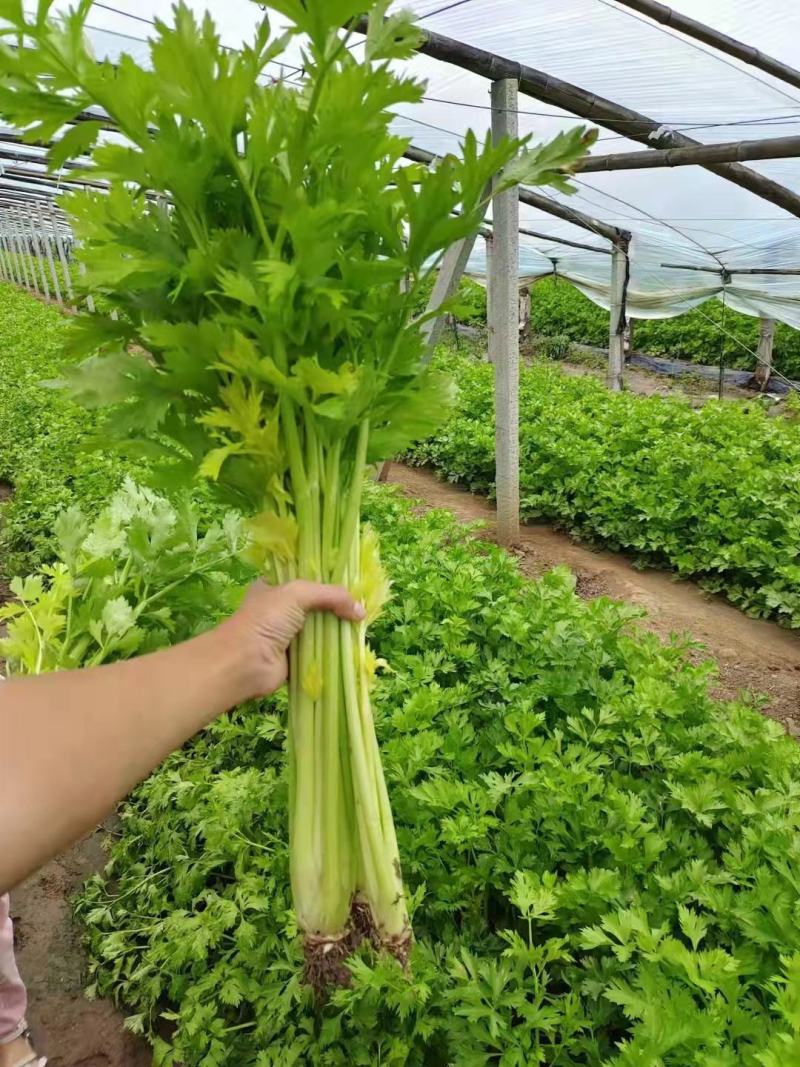 芹菜，精品西芹，原产地供应，基地直发全国叶子绿，没有黄斑