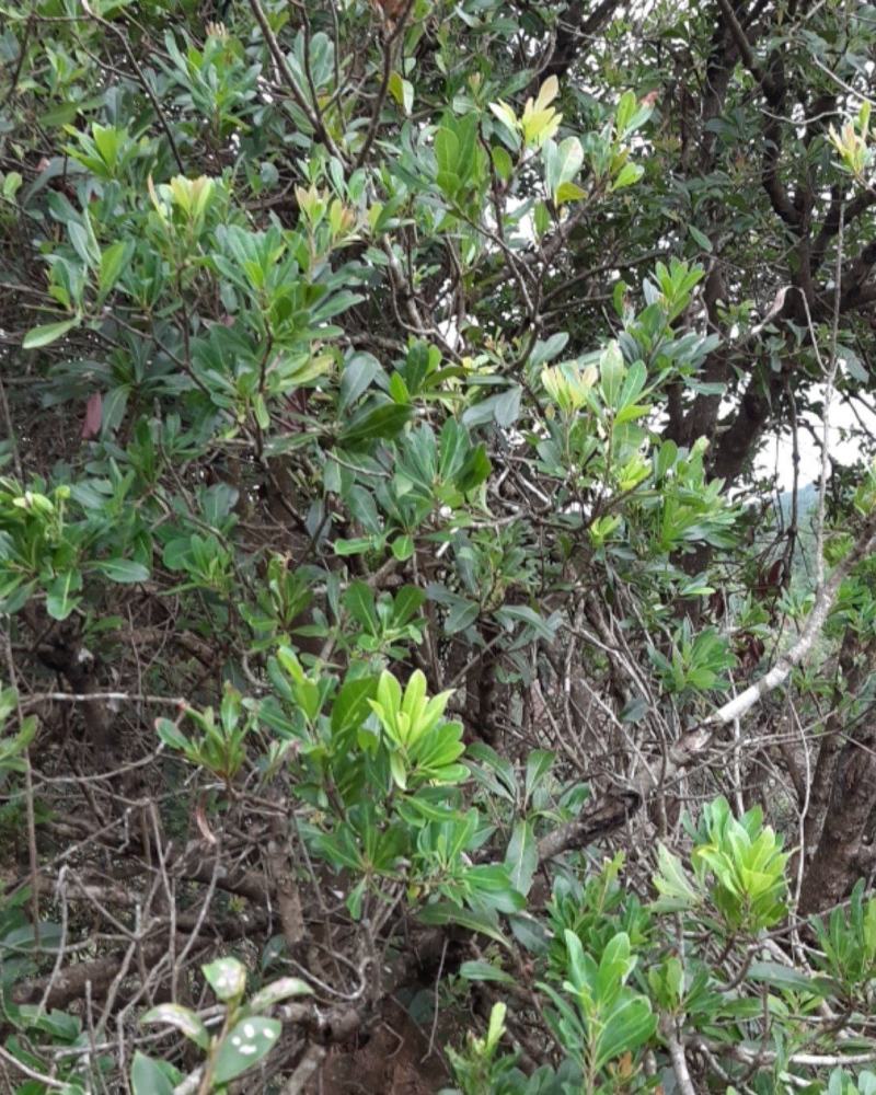长青杨梅树挂果5年大树