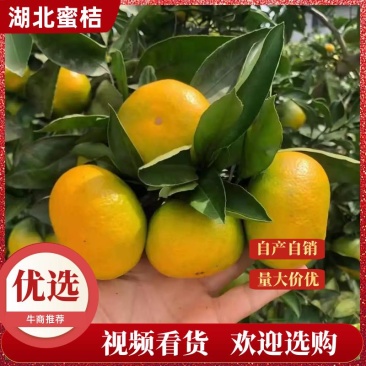 蜜橘（国庆蜜橘)特早蜜橘承接市场商超各大平台