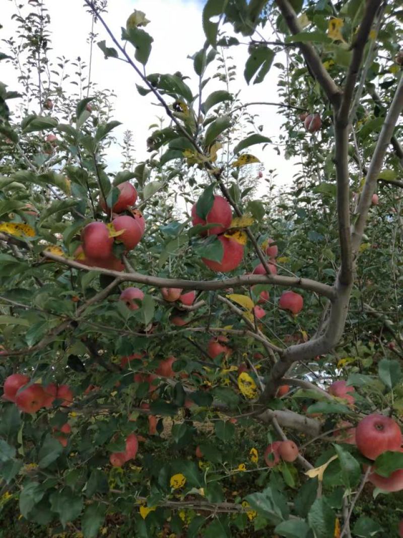 冰糖心苹果好吃不上火受消费者喜欢支持一件代发