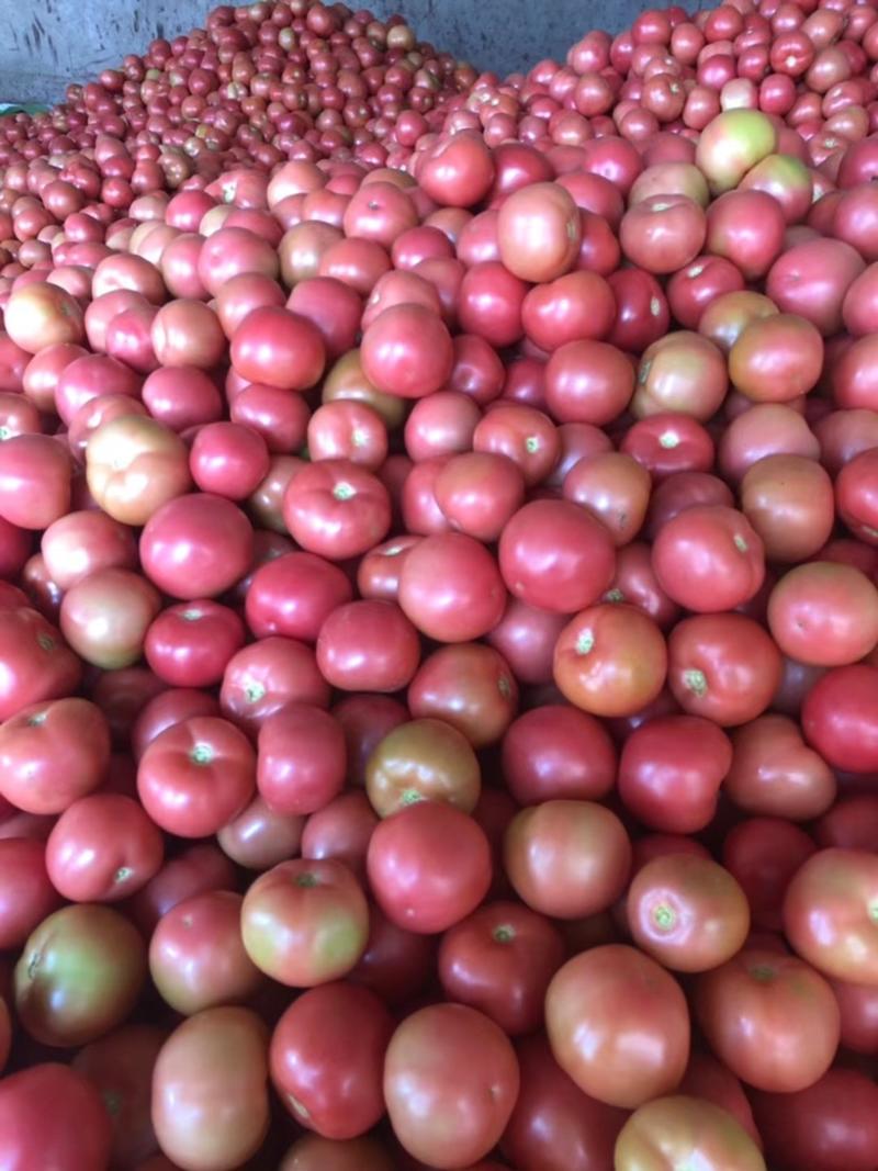 四川攀枝花大棚硬粉西红柿，颜色果型硬度好，耐运