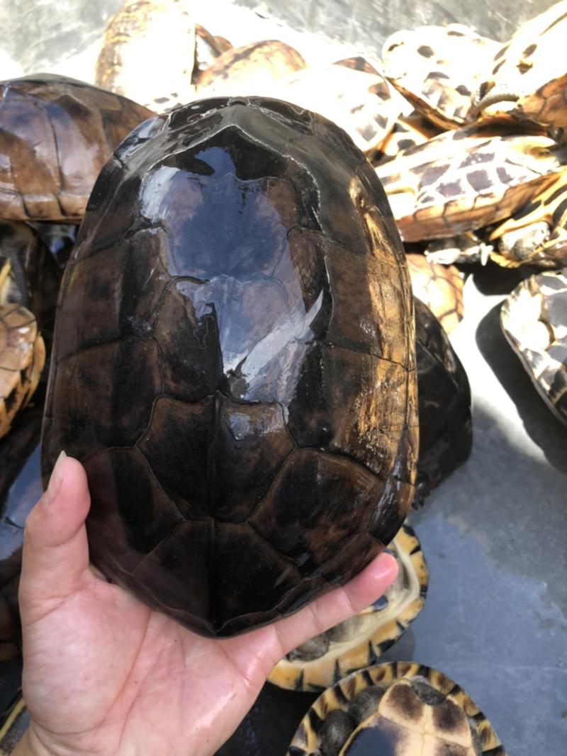 石金钱龟🐢大优惠：1.5斤以上十年老煲汤龟
