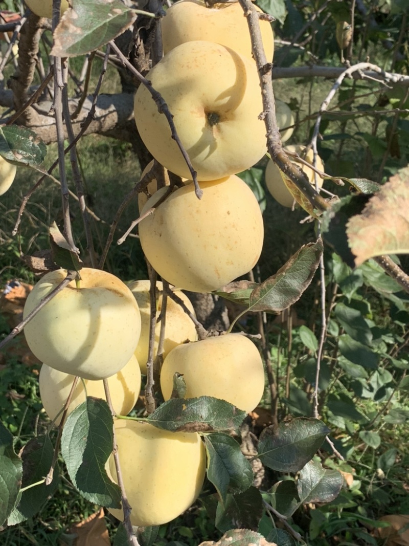 【精品】沂蒙山奶油苹果大量供应新鲜采摘水分足