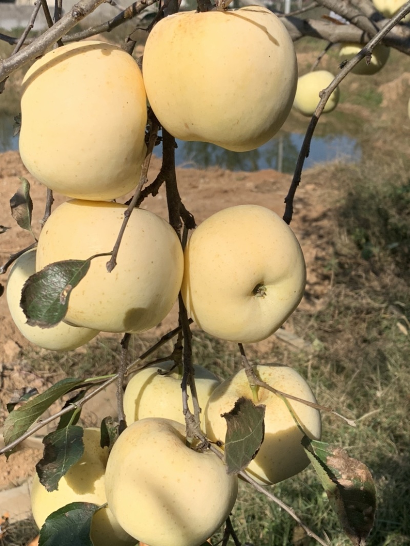 【精品】沂蒙山奶油苹果大量供应新鲜采摘水分足