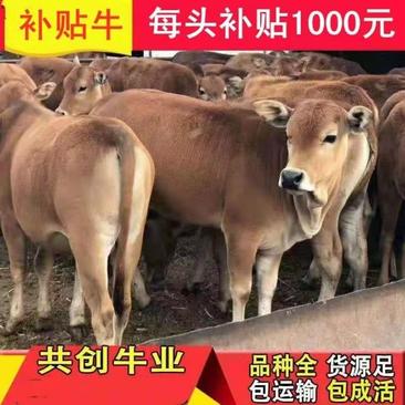 【优质】黄牛犊牛苗急售一批小牛犊价格优惠质量保证