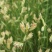 野牛草草种草坪种子固坡护土耐旱耐寒种子量大优惠