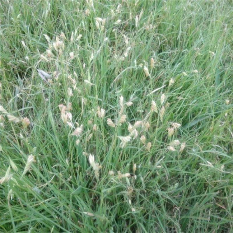 野牛草草种草坪种子固坡护土耐旱耐寒种子量大优惠