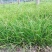 野牛草草种草坪种子固坡护土耐旱耐寒种子量大优惠