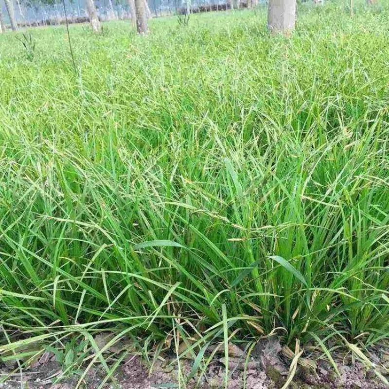 野牛草草种草坪种子固坡护土耐旱耐寒种子量大优惠