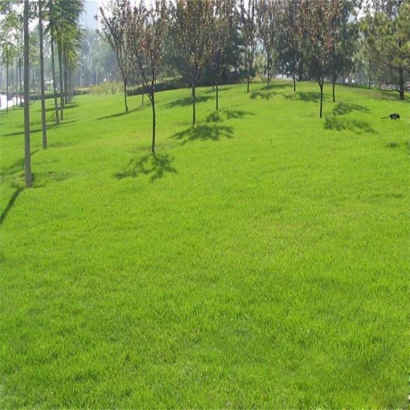 野牛草草种草坪种子固坡护土耐旱耐寒种子量大优惠