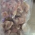 单冻小包装鸡胗500g/包