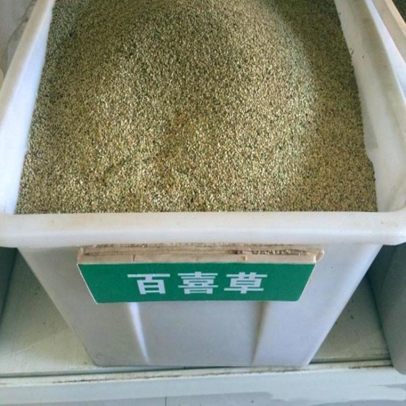 宽叶草种子耐旱草种工程绿化固坡护土耐旱草种